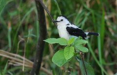 Pied Water-Tyrant